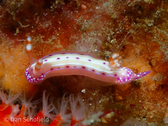 Hypselodoris