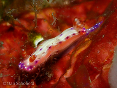 Hypselodoris