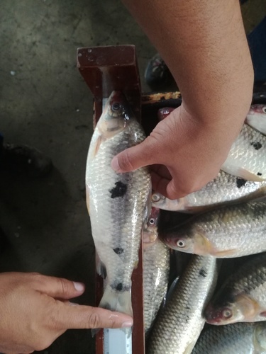 Ecuadorian leporinus (Leporinus ecuadorensis) — Anostomidae — 5