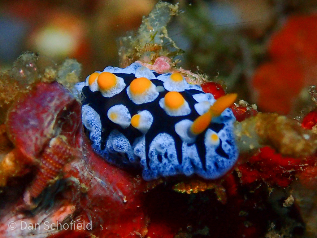 black-rayed phyllidia