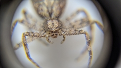 Philodromidae
