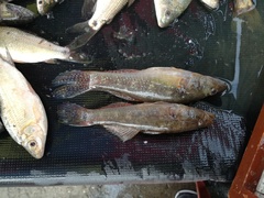 Gobiomorus maculatus