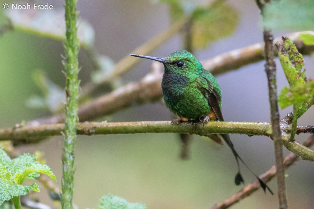 Rufous-booted Racket-tail photo