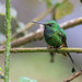 Rufous-booted Racket-Tail - Photo (c) Noah Frade, some rights reserved (CC BY-NC-ND), uploaded by Noah Frade