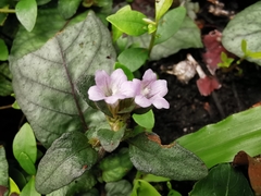 Strobilanthes reptans