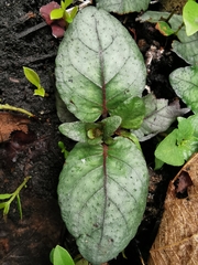 Strobilanthes reptans