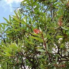 Comarostaphylis
