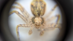 Philodromidae