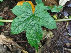 Camonea vitifolia