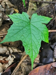 Camonea vitifolia