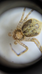 Philodromidae