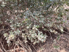 Rhus standleyi