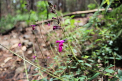 Salvia dichlamys