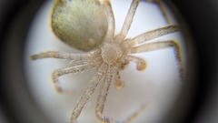Philodromidae
