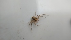 Philodromidae