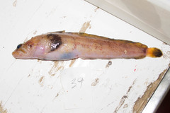 Fourline Snakeblenny photo 5