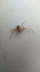 Philodromidae