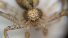 Philodromidae
