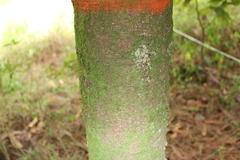 Macadamia integrifolia