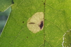 Cameraria saccharella