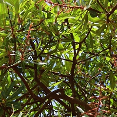 Comarostaphylis
