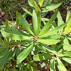 Comarostaphylis