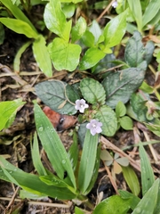 Strobilanthes reptans