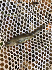 Hesperoleucus symmetricus