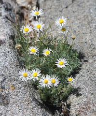 Erigeron coulteri