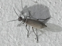Epicauta tenuilineata