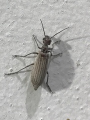 Epicauta tenuilineata