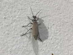 Epicauta tenuilineata