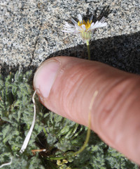 Erigeron coulteri