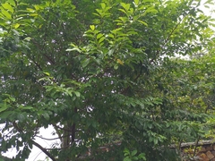 Magnolia chapensis