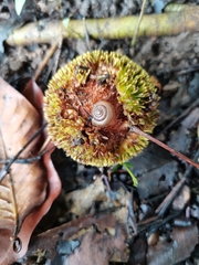 Neolamarckia cadamba