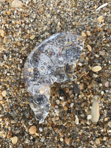 Cnidaria
