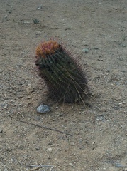 Cactaceae