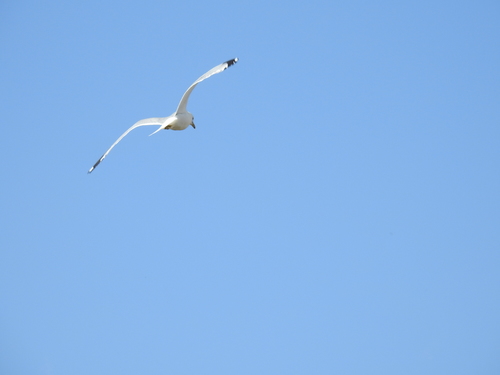 Ring-billed Gull photographed in Montana