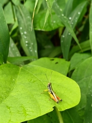 Chitaura brachyptera