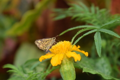 Ampittia dioscorides camertes