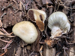 Pholiota nubigena