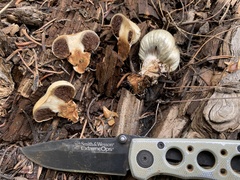 Pholiota nubigena