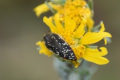 Acmaeodera mudgei