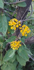 Aspicarpa hirtella