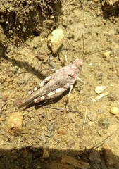 Heliastus sumichrasti