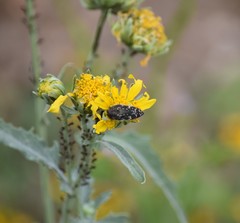 Acmaeodera mudgei