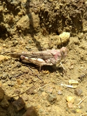 Heliastus sumichrasti