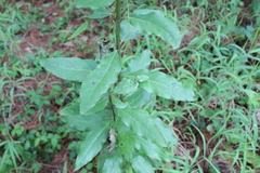 Garrya longifolia