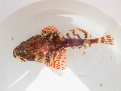 Myoxocephalus scorpius