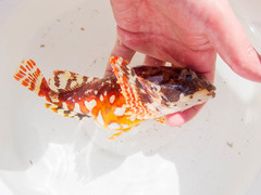 Myoxocephalus scorpius